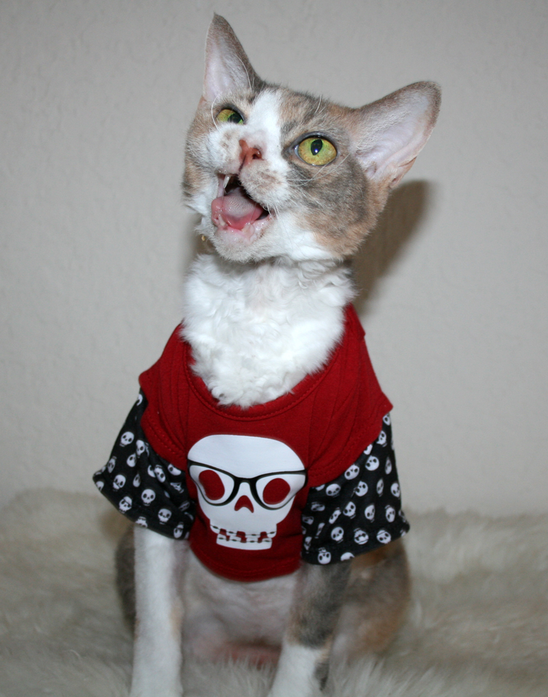 Daisy the Curly Cat Brace Yourself!