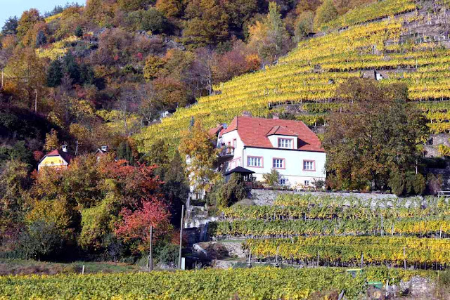 So wohnt man inmitten von herbstlichen Weinbergen © Copyright Monika Fuchs, TravelWorldOnline