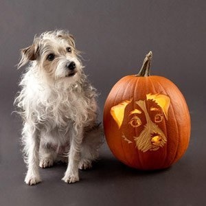 The Jungle Store: Pumpkin Carving Ideas - Pets On Pumpkins