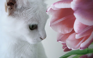 White cat with flower