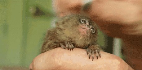 09-funny-gifs-128-pygmy-marmoset.gif