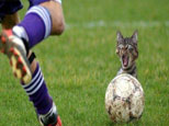 Pelota de fu