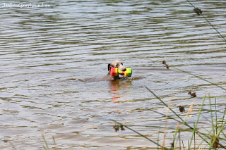 ABIGAIL Pustynny Wiatr Italian Greyhound