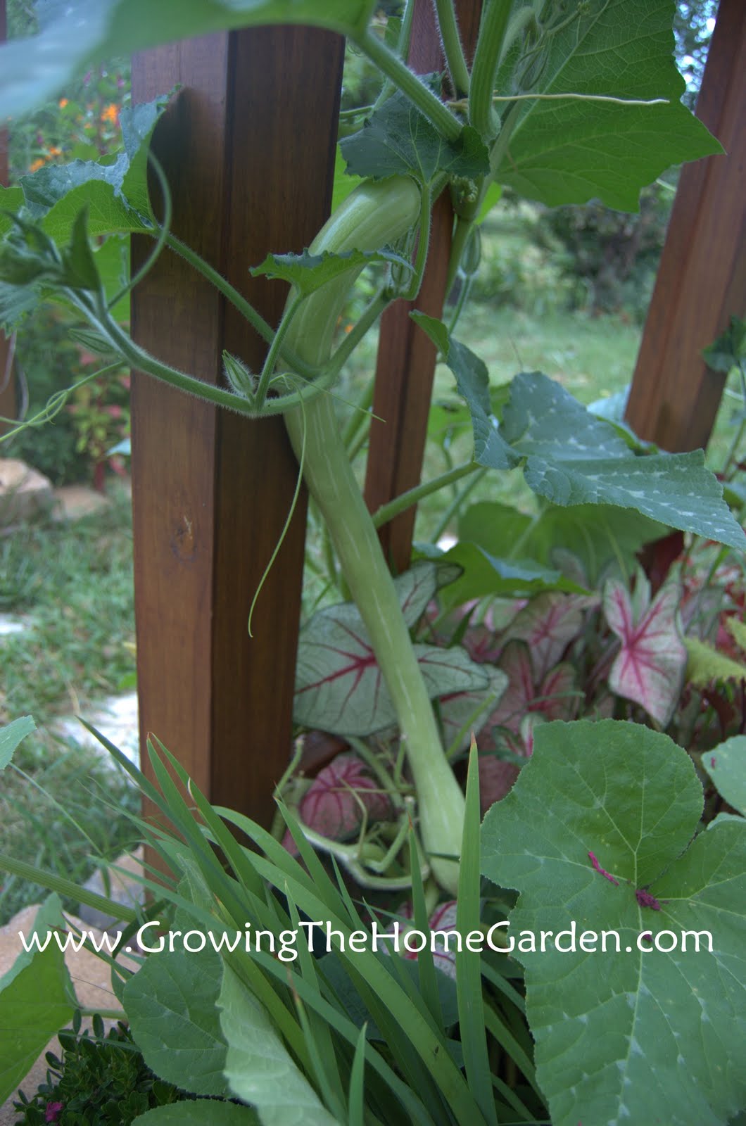 'Trombetta' Climbing Squash Growing The Home Garden