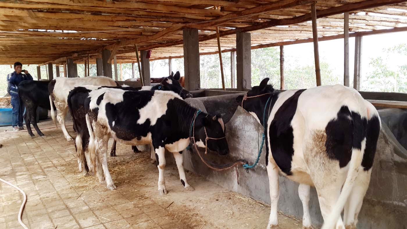 if we export dairy product then earn billions of rupees each year but there are only few commercials dairy farm started in ilam if we export dairy product then earn billions of rupees each year but there are only few commercials dairy farm started in ilam