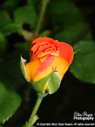 Blooming Roses. I'm so happy looking at my roses blooming, . (roses final)