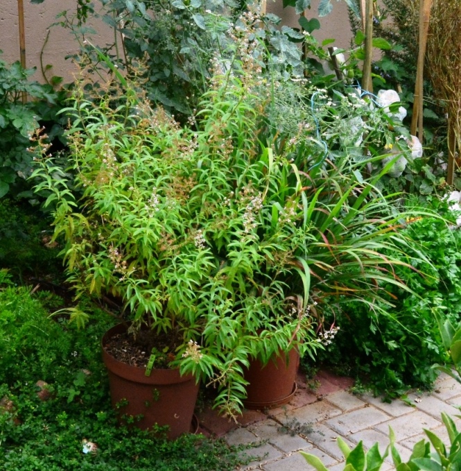 Roots 'n' Shoots Lemon Grass How to Grow Herb of the Month