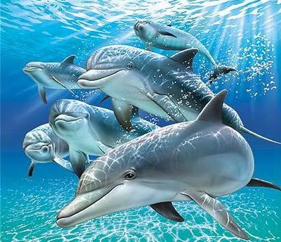 Imagenes y Fotos de delfines... delfines1 Imagenes y Fotos de delfines...