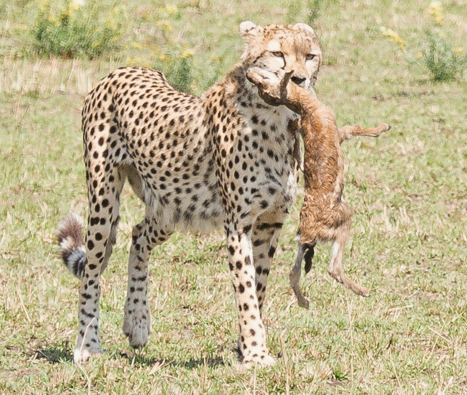 photoscope Hunting Cheetahs of Kenya