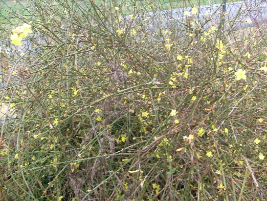A Corner Of France Lonicera Fragrantissima Planting Flowers