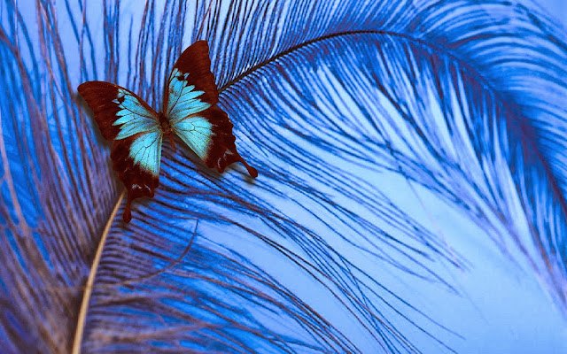 Blue Betterfly Wallpapers Free Download