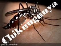 Obat Herbal Alami Chikungunya Obat Herbal Alami Chikungunya