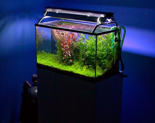 freshwater aquariums design pictures