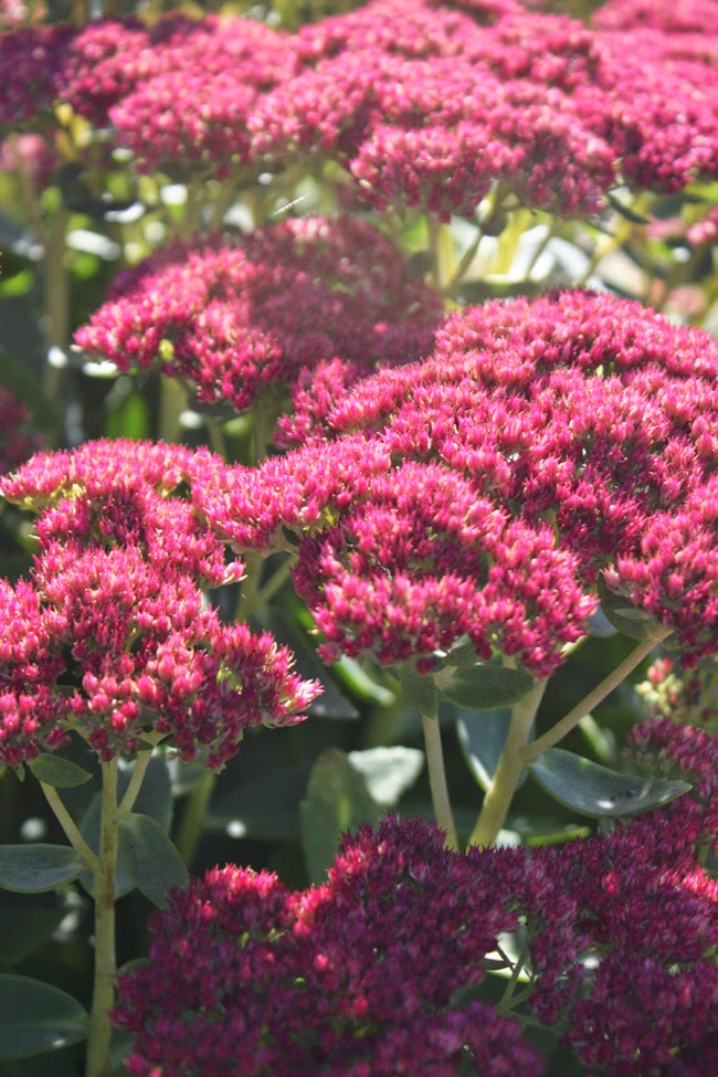 MARTHA MOMENTS Sedums Autumn Joy
