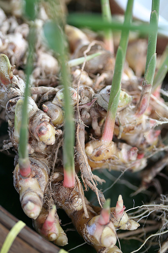 Jahe (Zingiber officinale): Tanaman Obat Keluarga Serbaguna untuk Kesehatan Anda