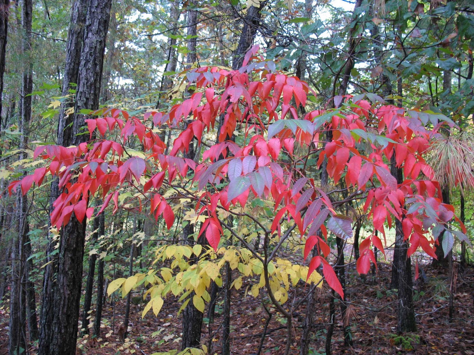 Using Native Plants Native Fall Foliage Orange/Red/Purple