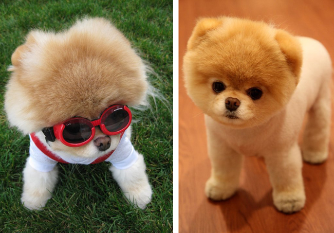 Cachorros+fofos