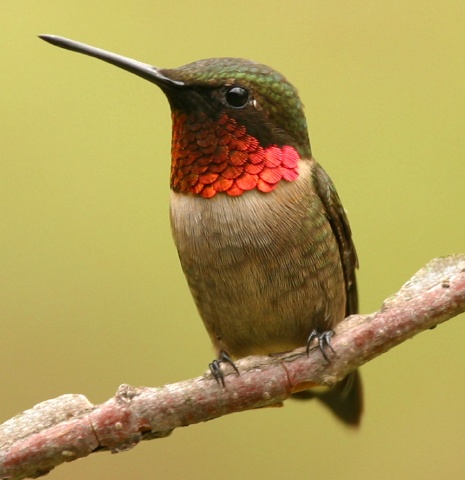 Animals Zoo Park: Ruby Throated Hummingbird Pictures, Photos