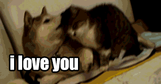 animal-gifs-with-captions-19.gif