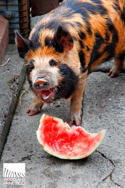 Do dogs have taste buds beastgasw