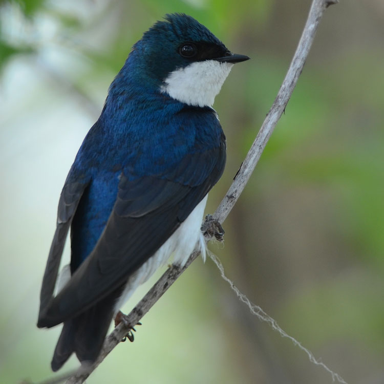 Tree Swallow (Tachycineta bicolor) with nesting material