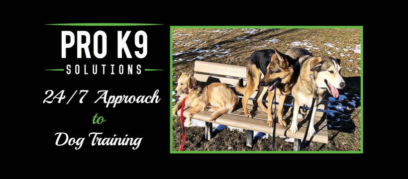 Pro K9 Solutions: The 24-7 Approach