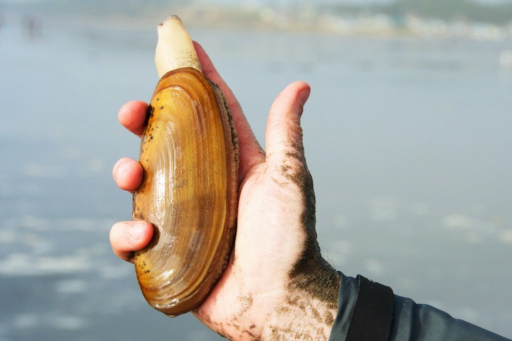 razor clams Langdon Cook