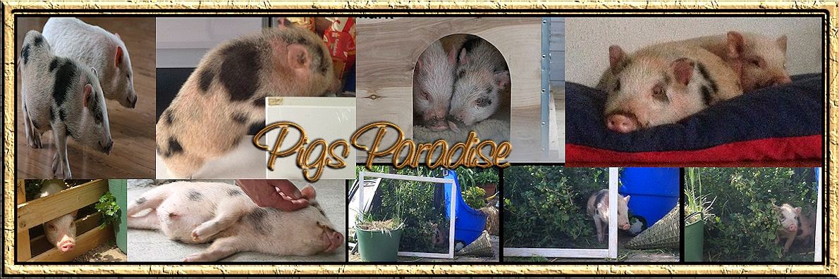 Pigs Paradise