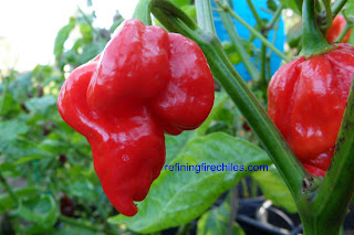 Infinity chilli seeds'Trinidad Butch T Scorpion