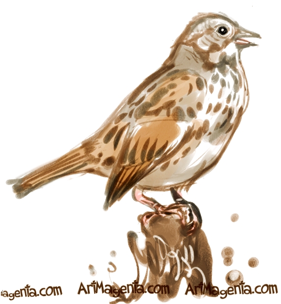 Song Sparrow is a bird sketch by illustrator Artmagenta