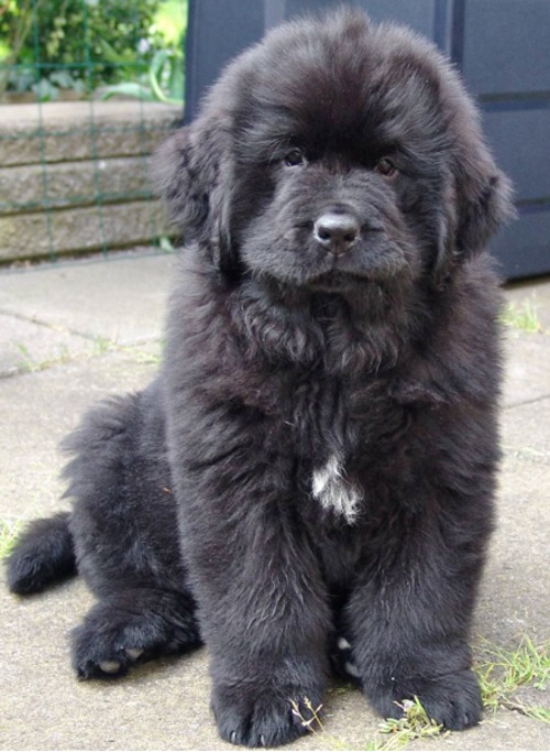 Newfoundland Dog Animals Library