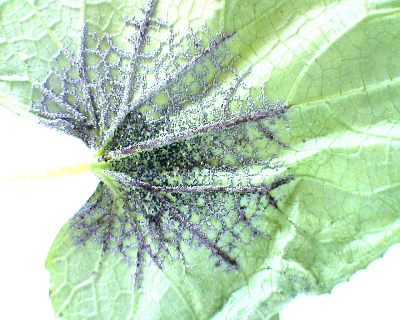 NCSU PDIC It Looks Like a Dog Threw Up in My Mulch Slime Molds