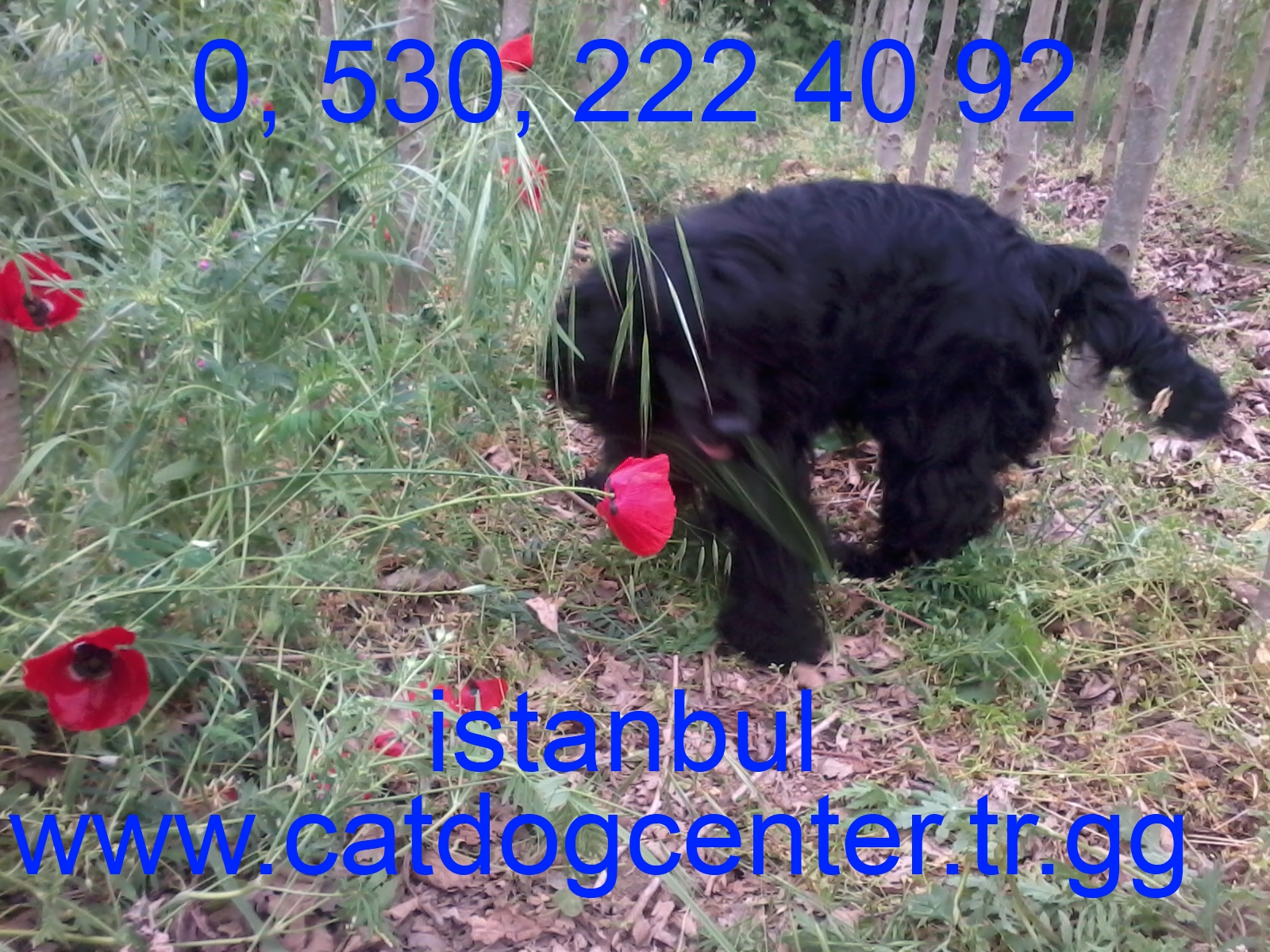 Labradorun sadık bir arkadaşı: cinsin tanımı Labradorun sadık bir arkadaşı: cinsin tanımı