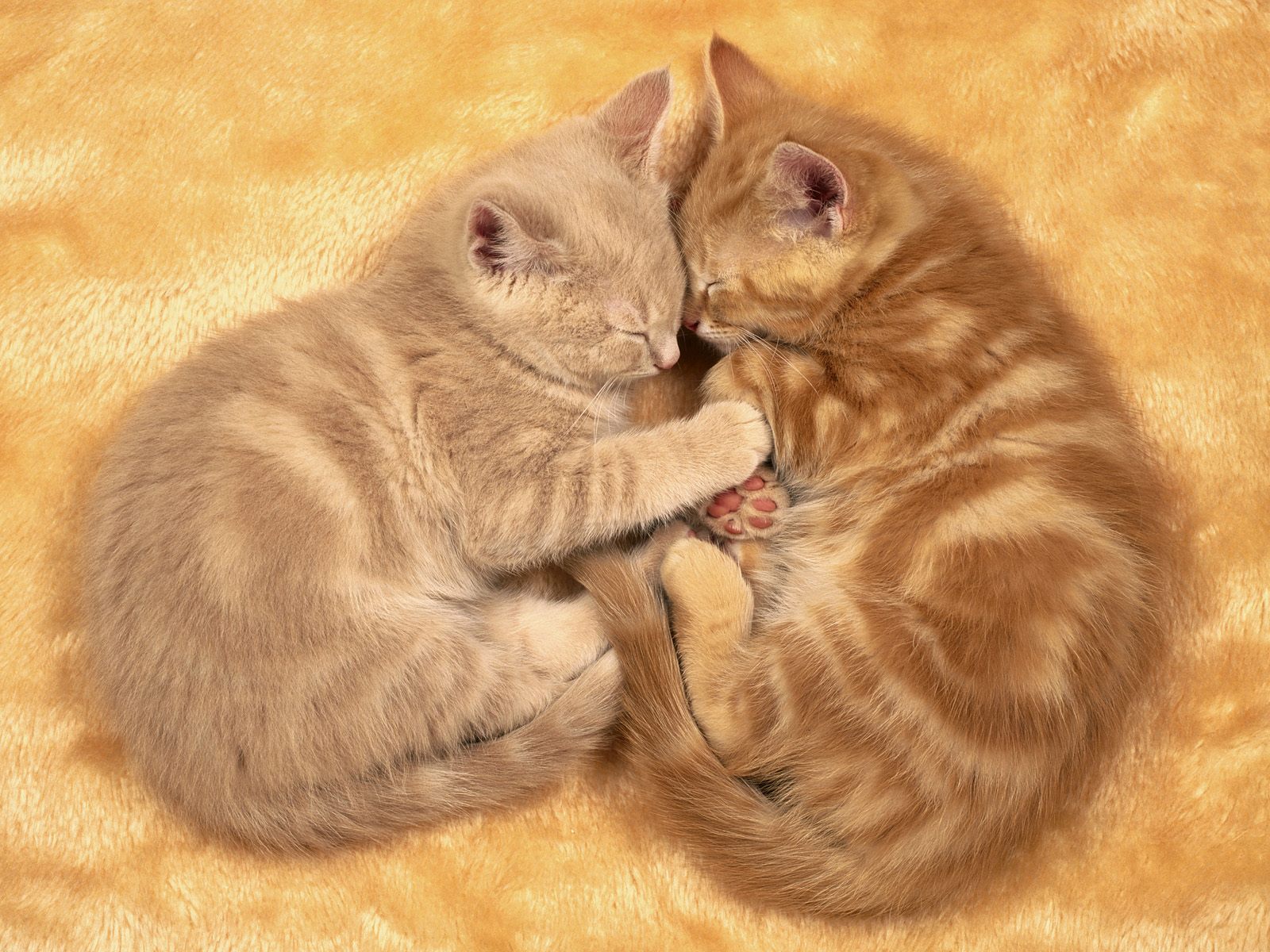 http://4.bp.blogspot.com/-3ydQUwuIUyw/T4Up22aHU3I/AAAAAAAAAgw/88Lz3gDKeLo/s1600/animal_0086.jpg