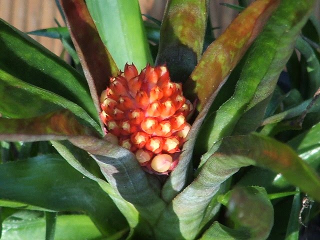 Aechmea first joy