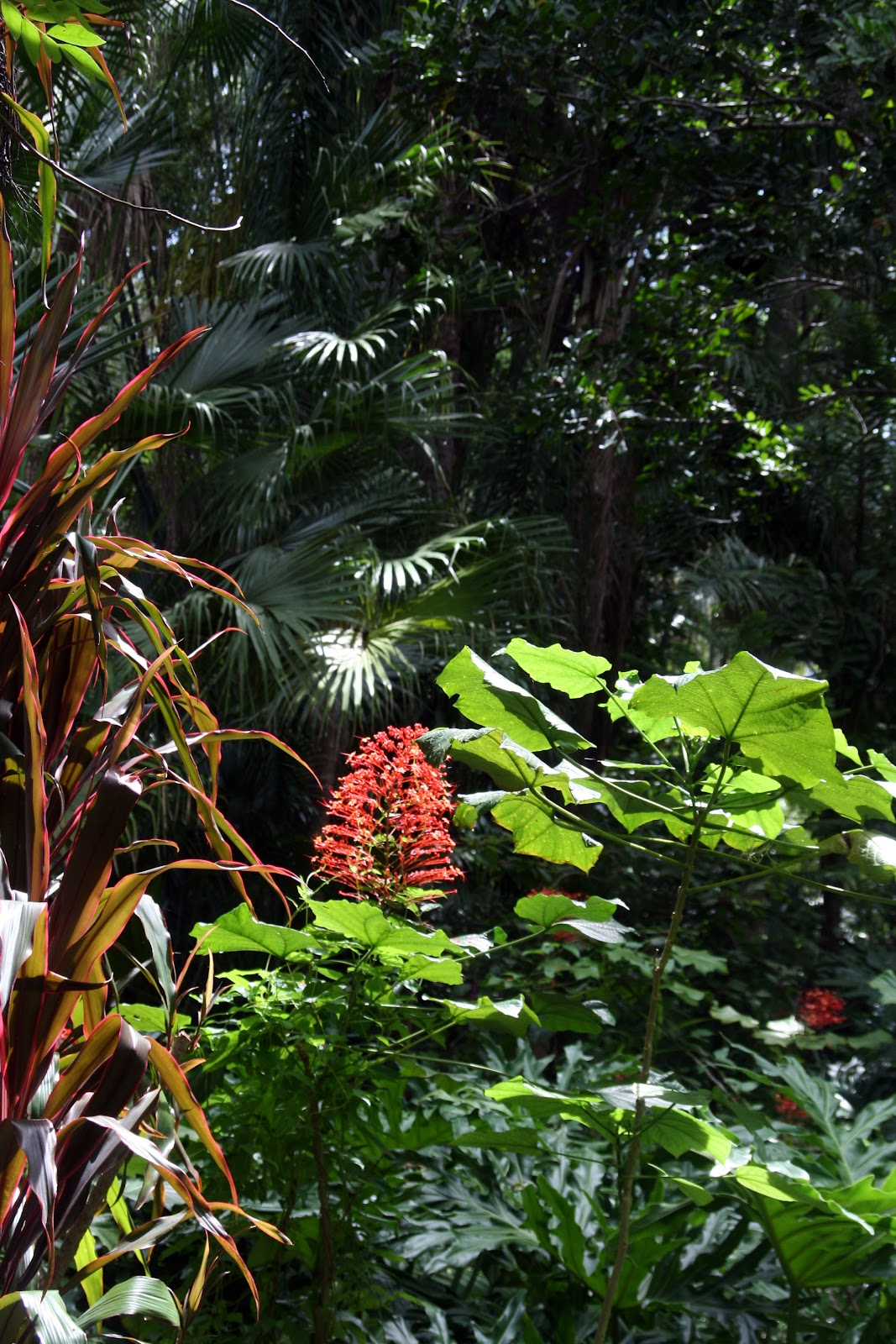 I Am Veggie Mightee Photos Leu Botanical Gardens Orlando Fl