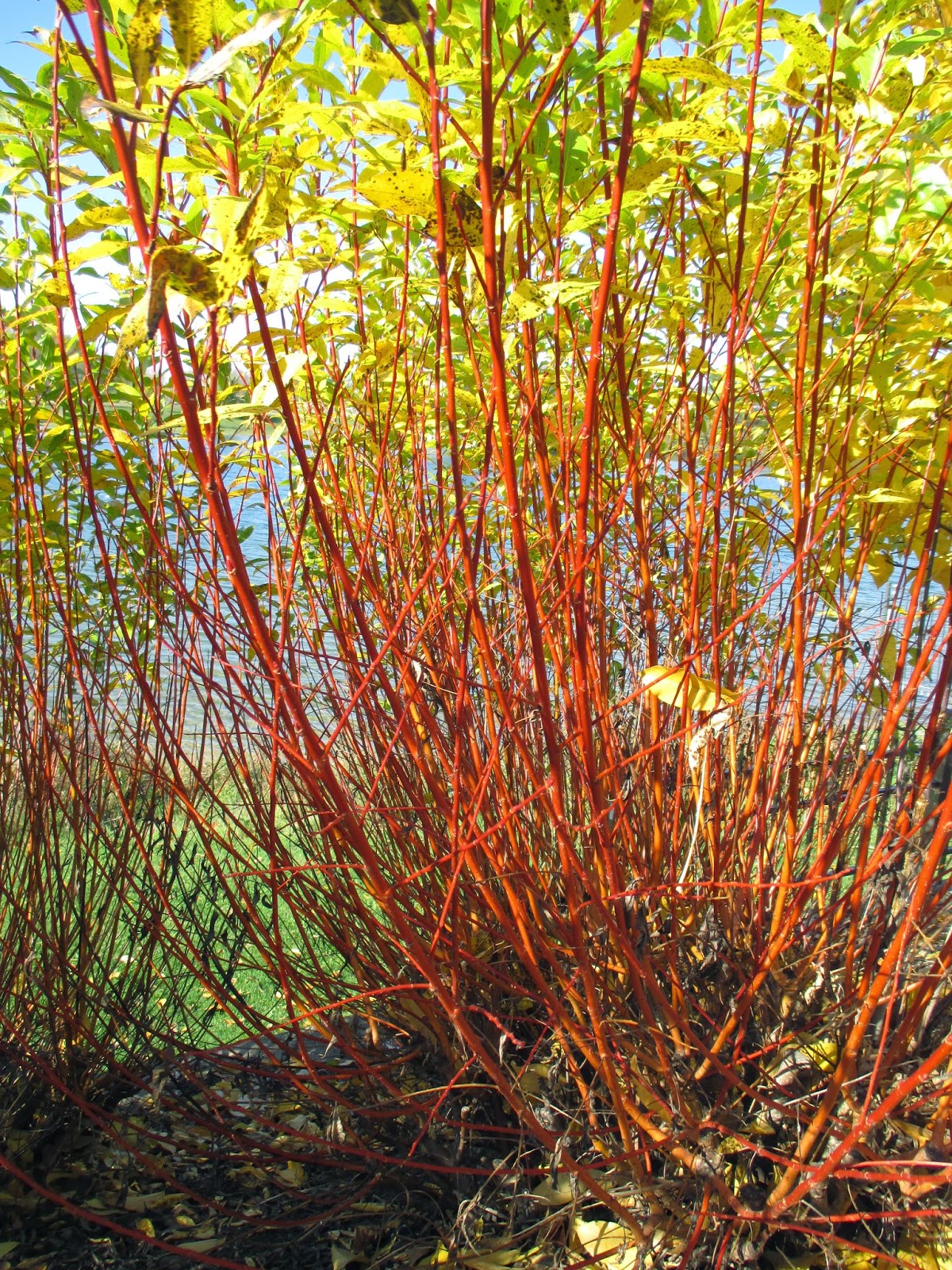 The Phytophactor Great Mid Summer Flowering Bottle Brush Buckeye
