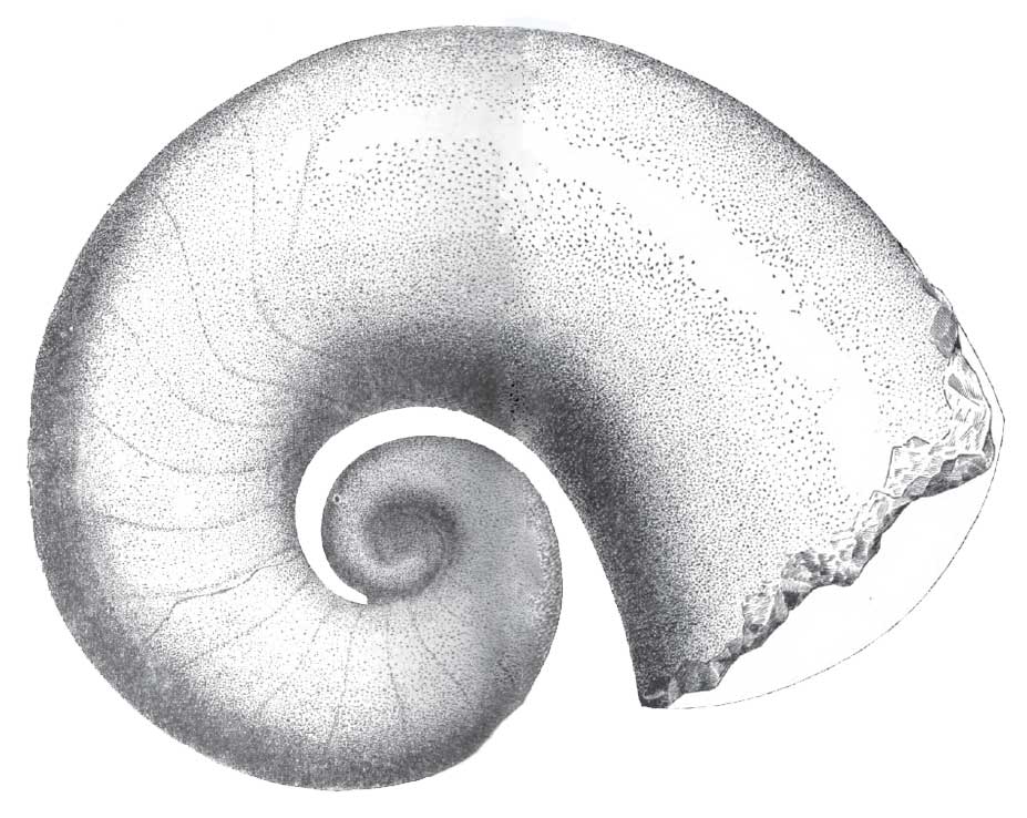 Louisville Fossils and Beyond Naming Fossils