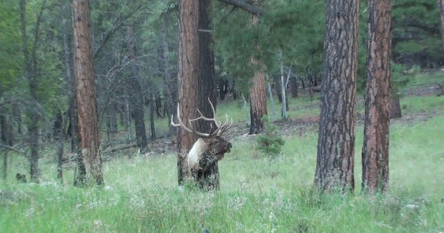 Elk+Hunt+Arizona+With+Colburn+and+Scott+Outfitters+2.jpg
