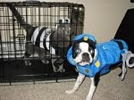 Funny Dog Pictures