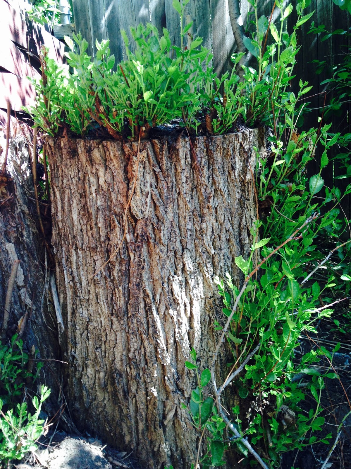 JeffCo Gardener What to do with a Tree Stump by Donna Duffy