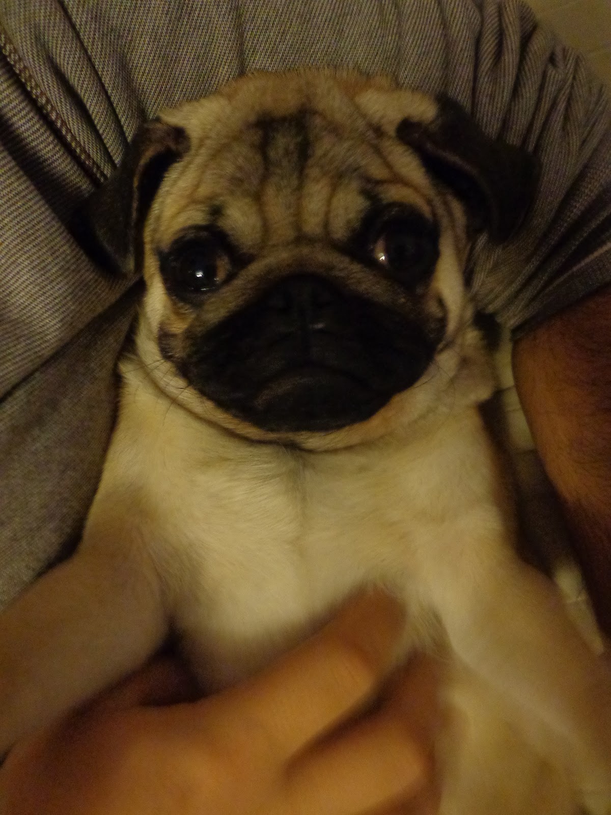 Przygody Mopsa Tolka