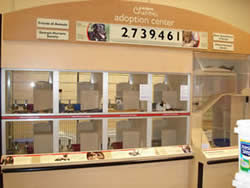 Adoption center near me cats Bordentown City Cats: Volunteers Needed!