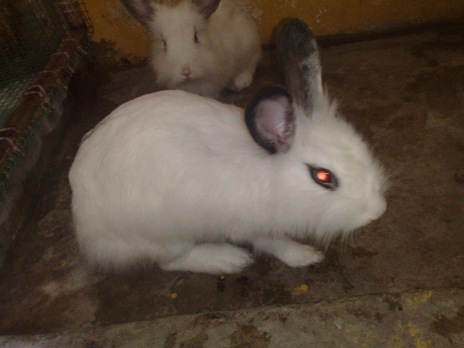 Arnab Angora