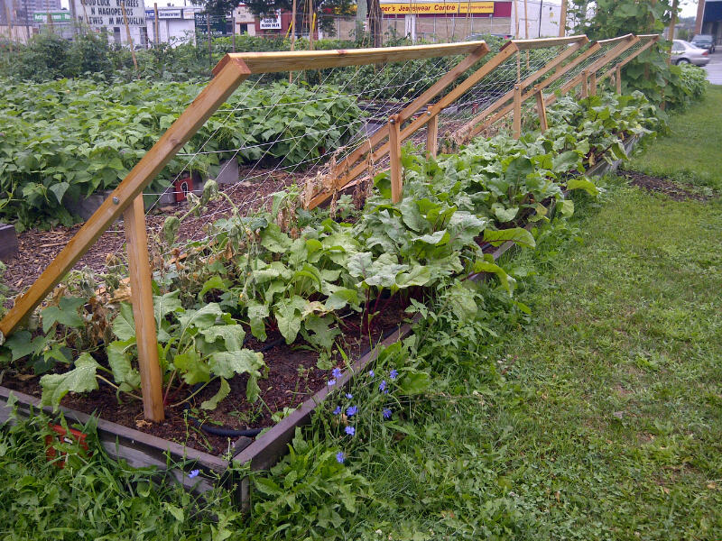 ... Garden Network: From FoodShare: Innovative Ideas for the School Garden