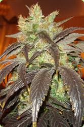 maconha - cannabis maconha - cannabis