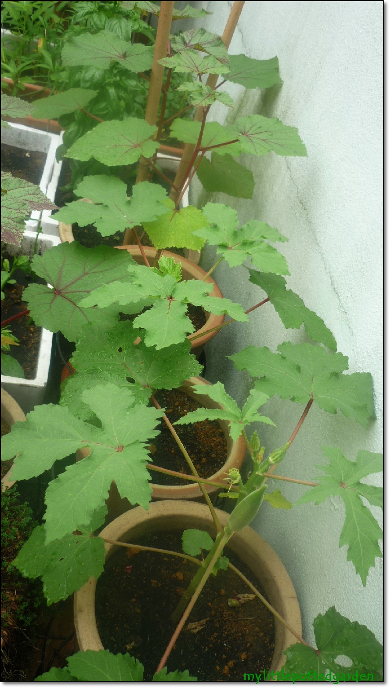 My Little Potted Garden Okra