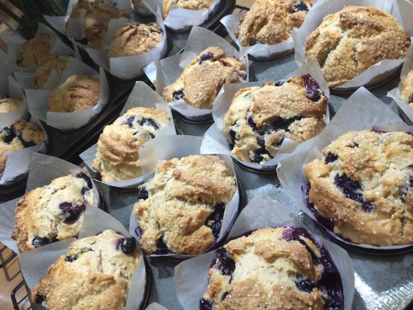 Cafe Style Blueberry Muffins A Dash Of Flavour Printable Recipes