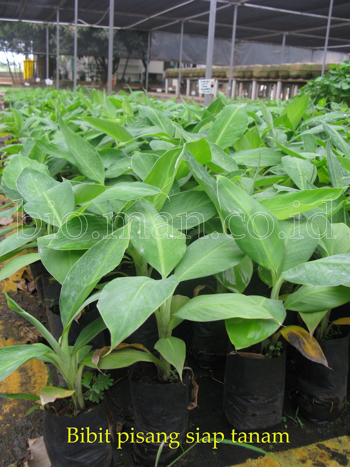 bio jual bibit pisang siap tanam bio jual bibit pisang siap tanam