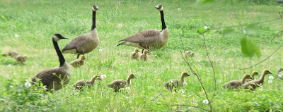 two geese families